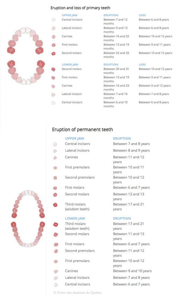 Eruption and shedding of primary teeth | Bücco